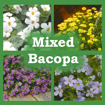Mixed Bacopa